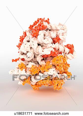 Stock Image - 3D computer graphic model of a ribosome. Fotosearch
