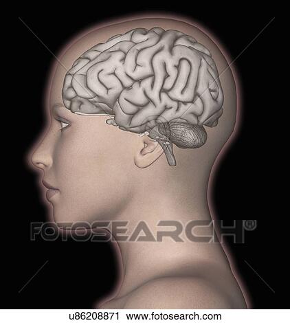 Stock Image - 3D computer rendering of the human brain superimposed over the head of a woman. Fotosearch