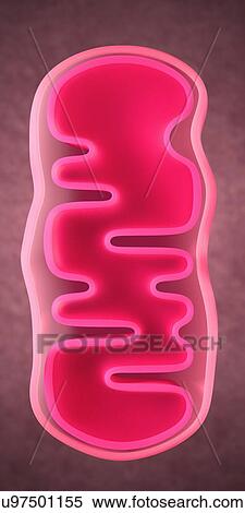 3d illustration of a mitochondrion View Large Photo Image Stock Photography - 3d illustration of a mitochondrion. Fotosearch