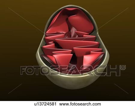 Stock Image - 3d illustration of a mitochondrium. Fotosearch