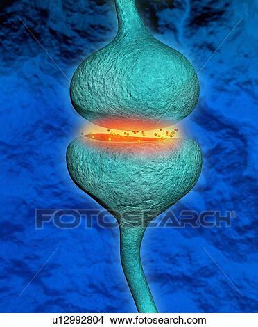 Picture - 3D illustration of a synapse between two neurons. Fotosearch