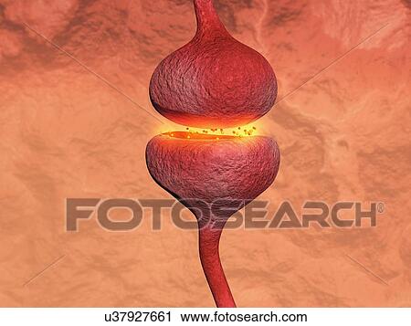 3D illustration of a synapse between two neurons View Large Photo Image Stock Image - 3D illustration of a synapse between two neurons. Fotosearch