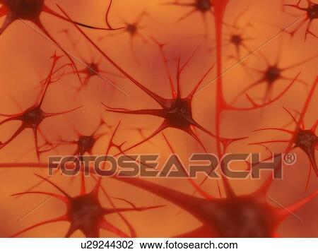 Stock Image - 3D illustration of neurons in the brain. Fotosearch