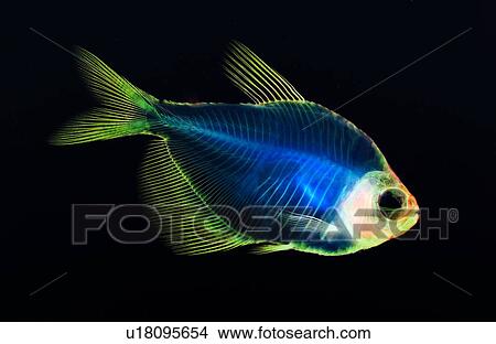 Alizarin bone stain anatomical fish skeleton preparation of a white finned tetra View Large Photo Image Picture - Alizarin bone stain anatomical fish skeleton preparation of a white finned tetra. Fotosearch