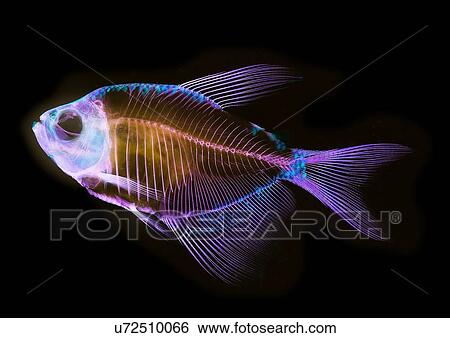 Alizarin bone stain anatomical fish skeleton preparation of a white finned tetra View Large Photo Image Stock Photograph - Alizarin bone stain anatomical fish skeleton preparation of a white finned tetra. Fotosearch