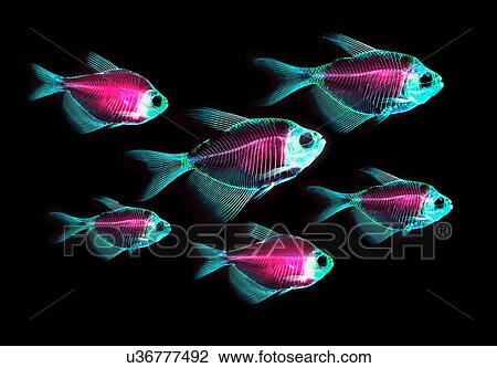 Stock Image - Alizarin red bone stain anatomical fish skeleton preparation of a white finned tetra. Fotosearch