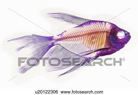Stock Photograph - Alizarin staining technique to show the skeletal structure of a black skirt tetra fish. Fotosearch