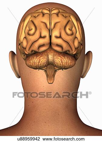 Anatomical illustration of the human brain in posterior view superimposed on a head View Large Photo Image Stock Image - Anatomical illustration of the human brain in posterior view superimposed on a head. Fotosearch