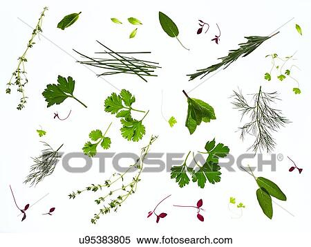 Backlit herbs View Large Photo Image Stock Photography - Backlit herbs. Fotosearch