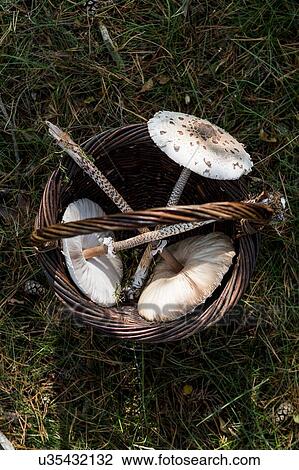 Basket of three tall stemmed foraged mushrooms on grass View Large Photo Image Stock Image - Basket of three tall stemmed foraged mushrooms on grass. Fotosearch