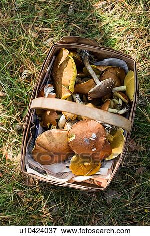 Stock Photo - Basket of variety of foraged mushrooms on grass. Fotosearch
