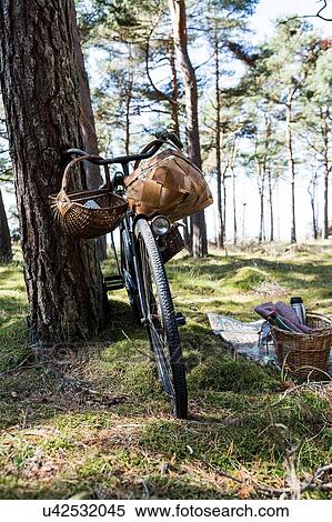 Bicycle with foraging baskets in forest View Large Photo Image Stock Photography - Bicycle with foraging baskets in forest. Fotosearch
