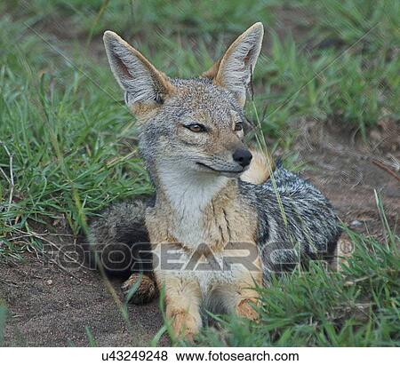 Stock Photo - "Black-backed jackal (Canis mesomelas), Tanzania". Fotosearch