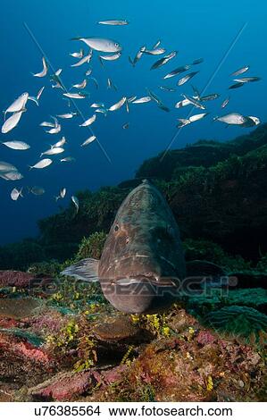 "Black grouper (Microperca bonacci) surrounded by fish at Xcalak Marine Park, Quintana Roo, Mexico" View Large Photo Image Picture - "Black grouper (Microperca bonacci) surrounded by fish at Xcalak Marine Park, Quintana Roo, Mexico". Fotosearch