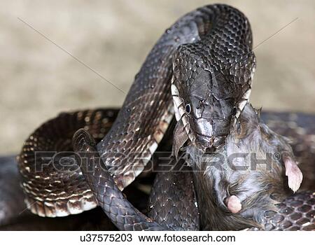 Stock Image - "Black rat snake (Pantherophis obsoletus) eating a deer mouse, (Peromyscus)". Fotosearch
