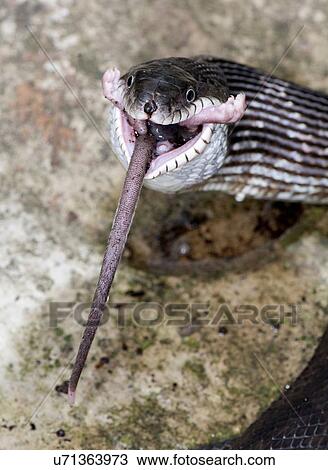 "Black rat snake (Pantherophis obsoletus) eating a deer mouse, (Peromyscus)" View Large Photo Image Stock Image - "Black rat snake (Pantherophis obsoletus) eating a deer mouse, (Peromyscus)". Fotosearch