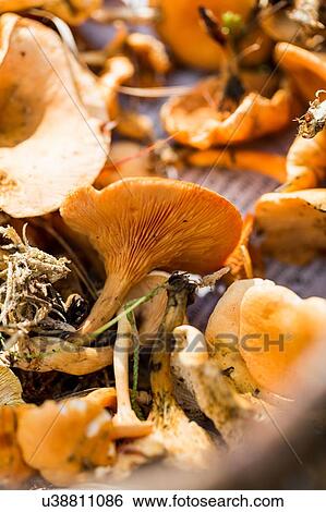 Close up of basket of foraged mushrooms View Large Photo Image Stock Photograph - Close up of basket of foraged mushrooms. Fotosearch