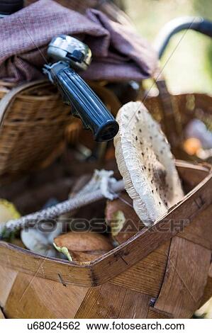 Close up of bicycle handlebar basket with foraged mushrooms View Large Photo Image Stock Image - Close up of bicycle handlebar basket with foraged mushrooms. Fotosearch