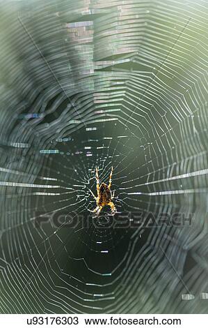 Stock Image - Close up of spider in centre of sunlit spiders web. Fotosearch