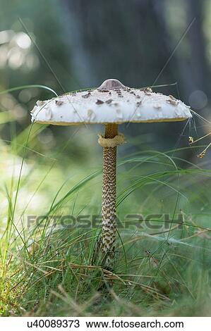 Close up of tall white mushroom in grass View Large Photo Image Stock Image - Close up of tall white mushroom in grass. Fotosearch