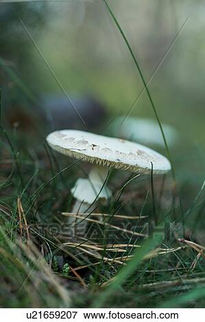 Stock Photo - Close up of white mushroom in grass. Fotosearch
