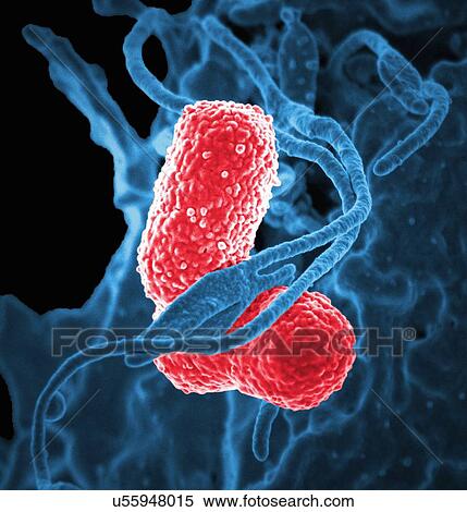Stock Photography - "Colorized SEM of a human neutrophil white blood cell (blue) interacting with two rod-shaped, multidrug-resistant (MDR) Klebsiella pneumoniae bacteria (blue)". Fotosearch