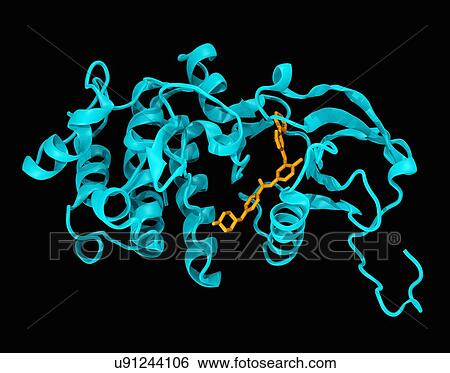 Stock Photograph - Crystal structure of the c-abl kinase domain (cyan) in complex with imatinib (Gleevec) (colored orange). Fotosearch