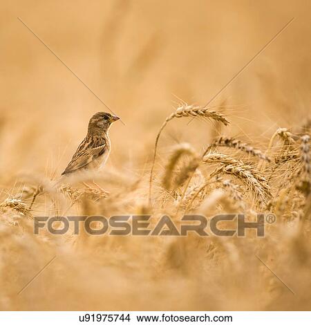 Picture - "Female House Sparrow (Passer domesticus) in a wheat field, close-up". Fotosearch