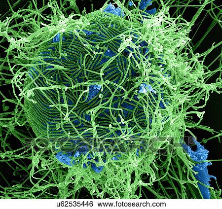 Stock Photograph - Filamentous Ebola virus particles budding from a chronically-infected VERO E6 cell. Fotosearch