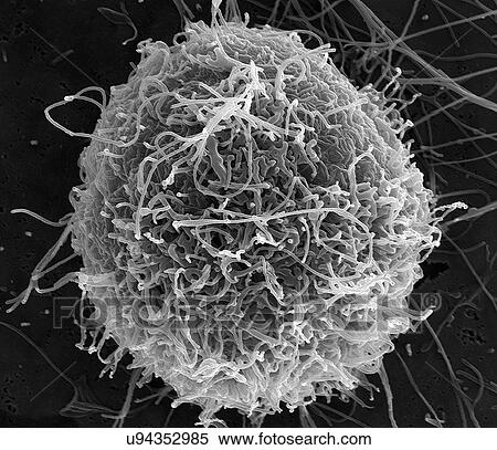 Stock Photography - Filamentous Ebola virus particles budding from a chronically-infected VERO E6 cell. Fotosearch