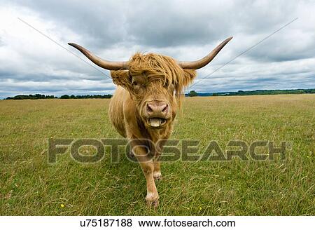Stock Photo - "Front view of Highland Cow (Bos Taurus) looking at camera, sticking tongue out". Fotosearch