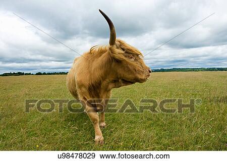 Stock Photo - Front view of Highland Cow (Bos Taurus) looking away. Fotosearch
