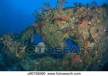 Stock Image - "Gray angelfish (Pomacanthus arcuatus) swimming amongst reefs, Cabo Catoche, Quintana Roo, Mexico". Fotosearch