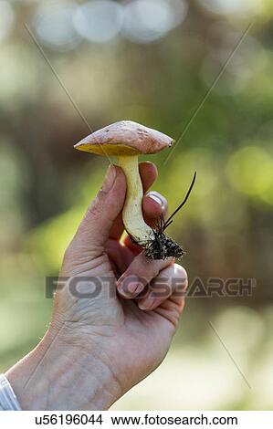 Picture - Hand of female forager holding picked mushroom in forest. Fotosearch