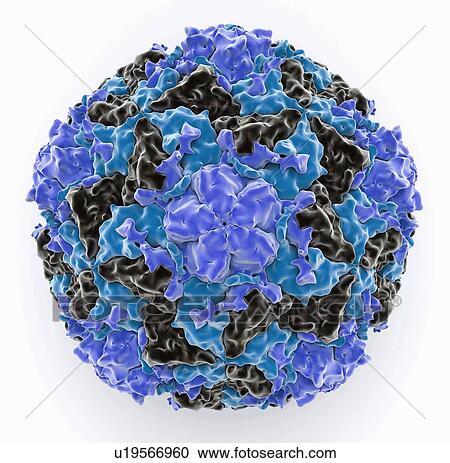 Stock Image - Human rhinovirus virion. Fotosearch