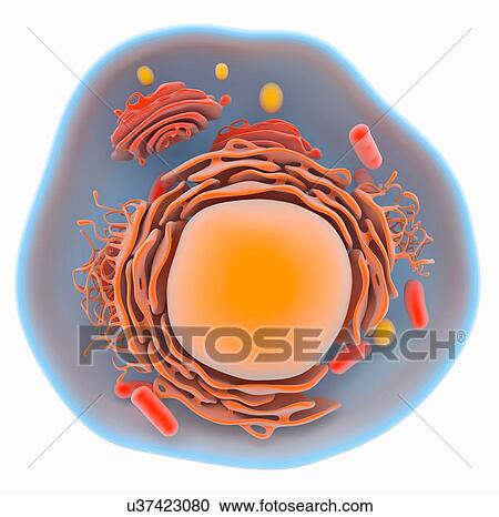 "Illustration of a eukaryotic cell showing the main organelles, such as golgi, endoplasmic reticulum, mitochondria, nucleus" View Large Photo Image Stock Image - "Illustration of a eukaryotic cell showing the main organelles, such as golgi, endoplasmic reticulum, mitochondria, nucleus". Fotosearch