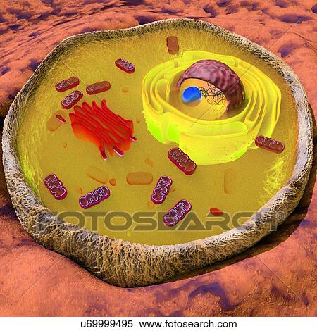 Stock Photography - "Illustration of a eukaryotic cell showing the main organelles, such as golgi, endoplasmic reticulum, mitochondria, nucleus". Fotosearch