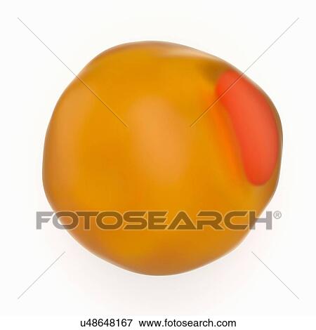 " Illustration of a fat cell, an adipocyte" View Large Photo Image Stock Photo - " Illustration of a fat cell, an adipocyte". Fotosearch