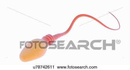 Stock Image - Illustration of a human sperm cell. Fotosearch