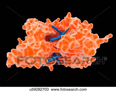 Stock Image - "Illustration of a restriction enzyme. Restriction enzymes, also known as restriction endonucleases, are enzymes that cut a DNA molecule at a particular place". Fotosearch