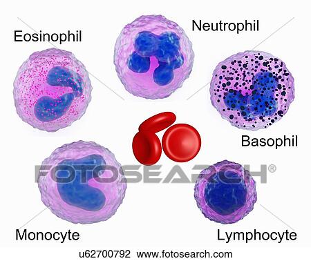 Stock Image - "Illustration of blood cells, showing an eosinophil, neutrophil, basophil, monocyte, lymphocyte and red blood cells". Fotosearch