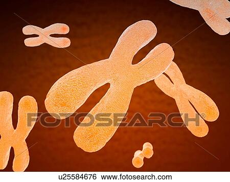 Stock Photograph -  Illustration of chromosomes. Fotosearch