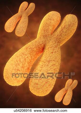 Stock Photograph -  Illustration of chromosomes. Fotosearch