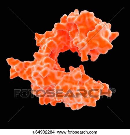 Illustration of DNA polymerase molecule View Large Photo Image Picture - Illustration of DNA polymerase molecule. Fotosearch