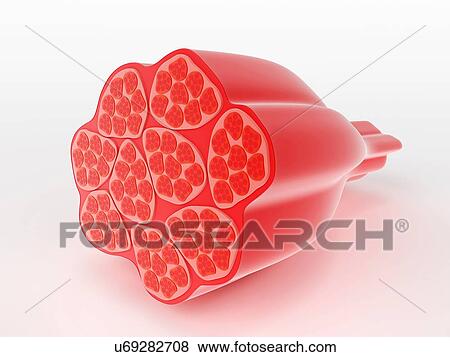 Stock Photo - Illustration of human muscle cells. Fotosearch