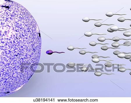 Stock Image - Illustration of male sperm cells fertilizing a female egg. Fotosearch
