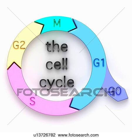 Illustration of the biological cell cycle View Large Photo Image Stock Image - Illustration of the biological cell cycle. Fotosearch