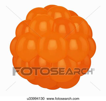 Stock Image - Illustration of the morula stage of the embryo. Fotosearch