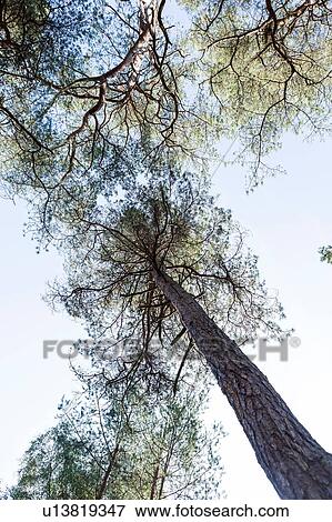 Stock Photo - Low angle view of forest trees and blue sky. Fotosearch