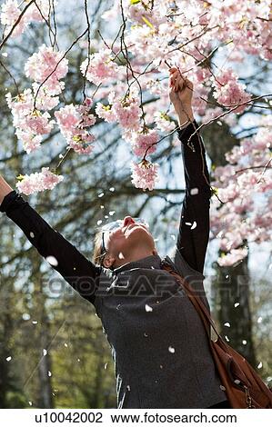 Mature woman reaching for cherry blossoms in park View Large Photo Image Stock Image - Mature woman reaching for cherry blossoms in park. Fotosearch